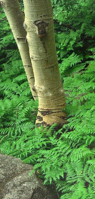 Lush green ferns and tree trunks in a serene forest setting.