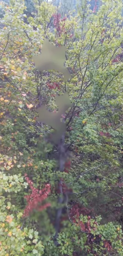 Vibrant forest foliage with mixed green and red leaves.