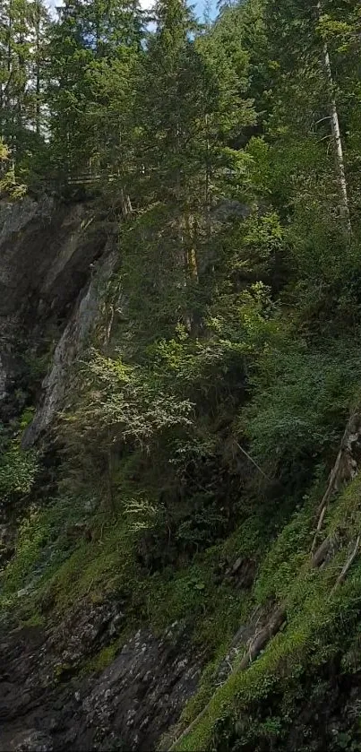 Lush green forest with trees and rocky terrain.