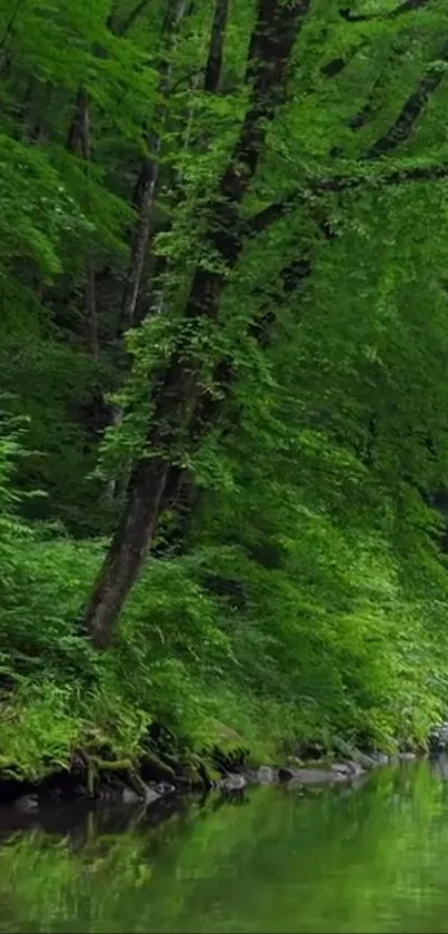 Lush green forest scene with trees by a calm river.