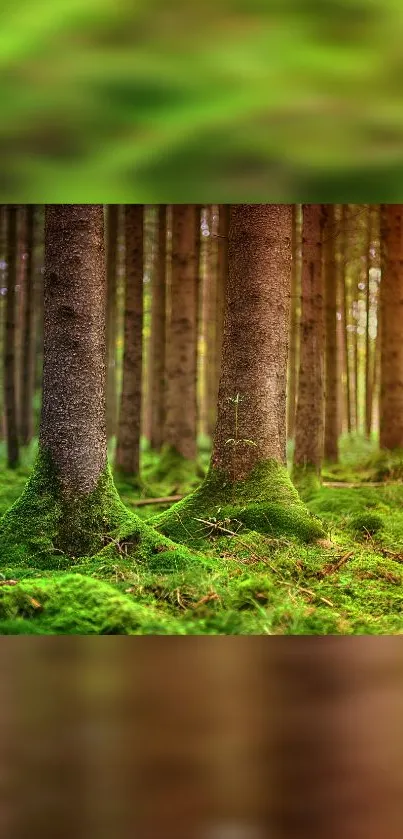 Lush green forest featuring tall trees and mossy ground.