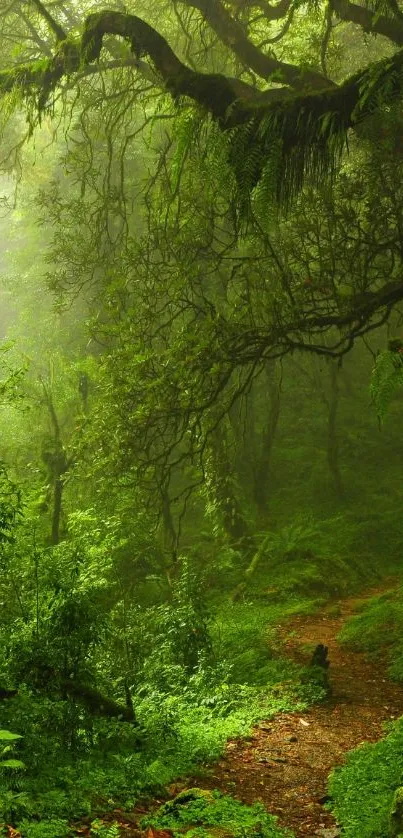 Lush forest path framed by dense, vibrant green trees.