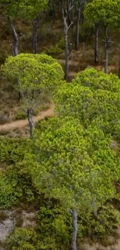 Lush green forest path viewed from above, showcasing vibrant trees.