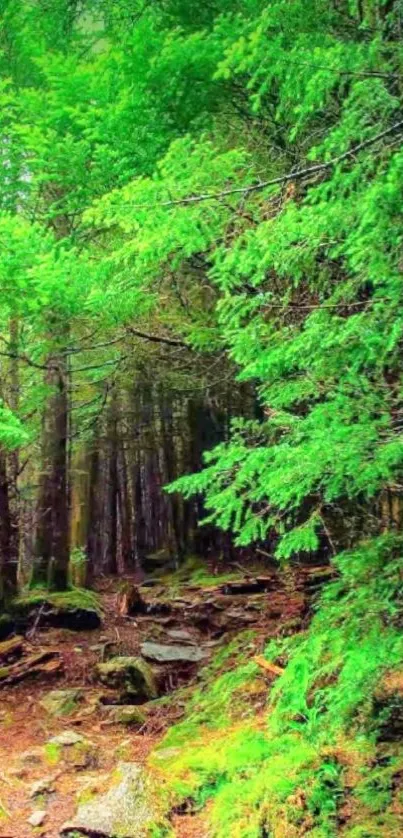 Lush green forest path wallpaper for mobile