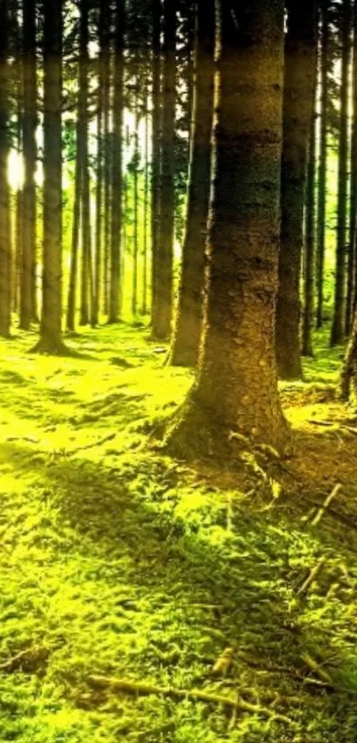 Sunlit green forest with tall trees and mossy ground.