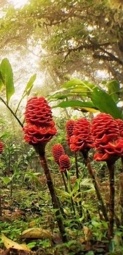 Vibrant red ginger flowers in a lush forest with golden sunlight.