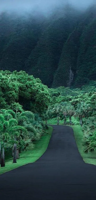 Lush green forest road with towering trees under misty mountains.