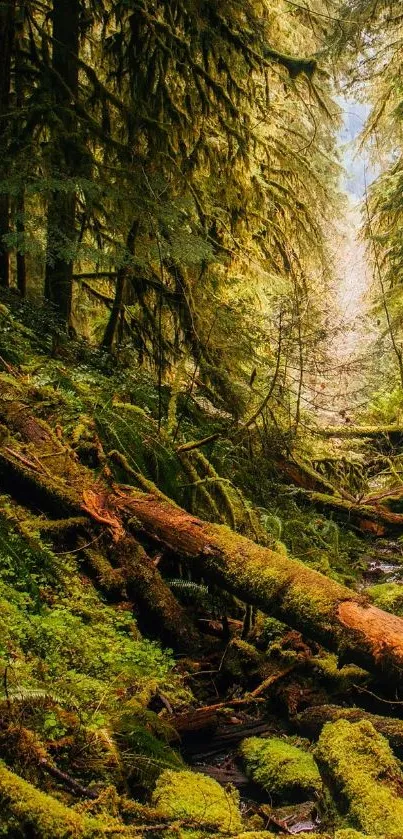 Lush green forest path with moss-covered trees and vibrant foliage.