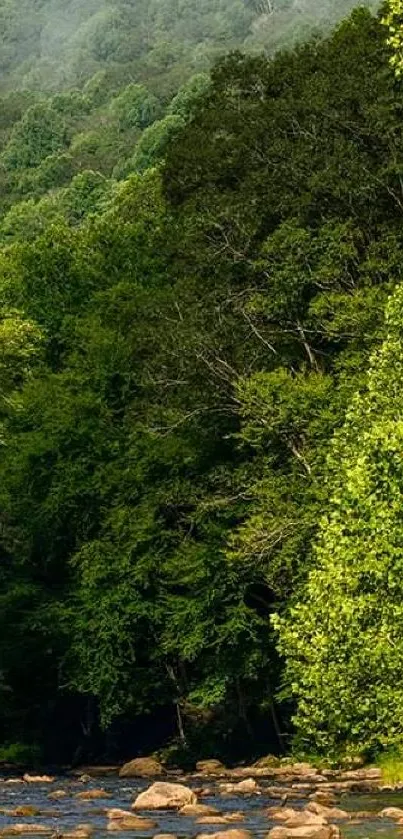 Lush green forest with a calm river stream in a scenic mobile wallpaper.