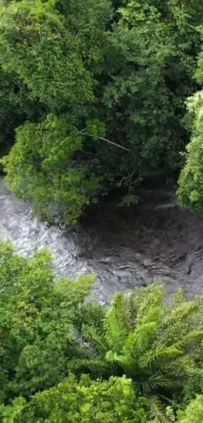 A lush green forest with a flowing stream, creating a serene wallpaper.