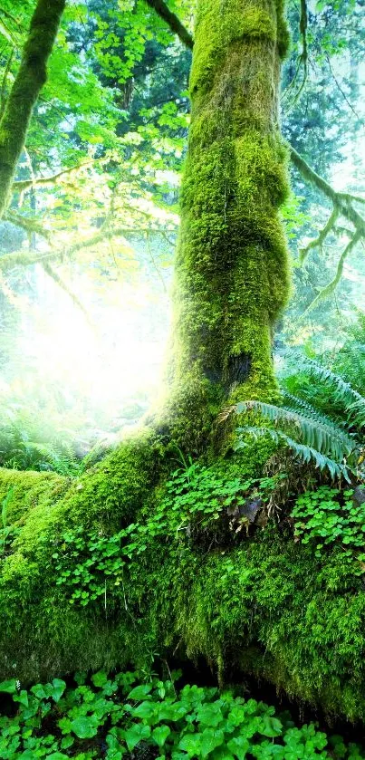 Lush green forest with sunlight streaming through towering trees.