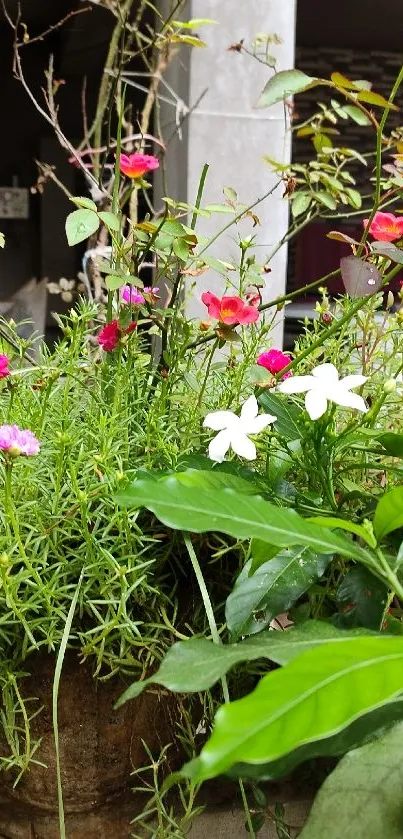 Vibrant garden scene with colorful flowers and greenery.