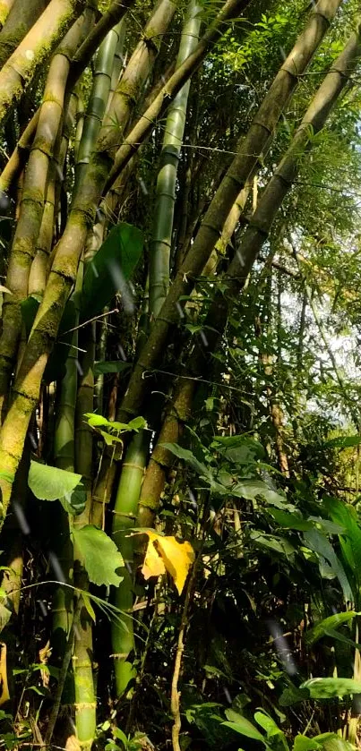 Tall green bamboo plants create a serene forest scene.