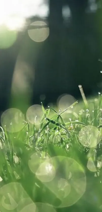 Close-up of green grass with bokeh light effects in the background.