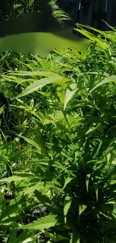 Vibrant green cannabis leaves in sunlight.