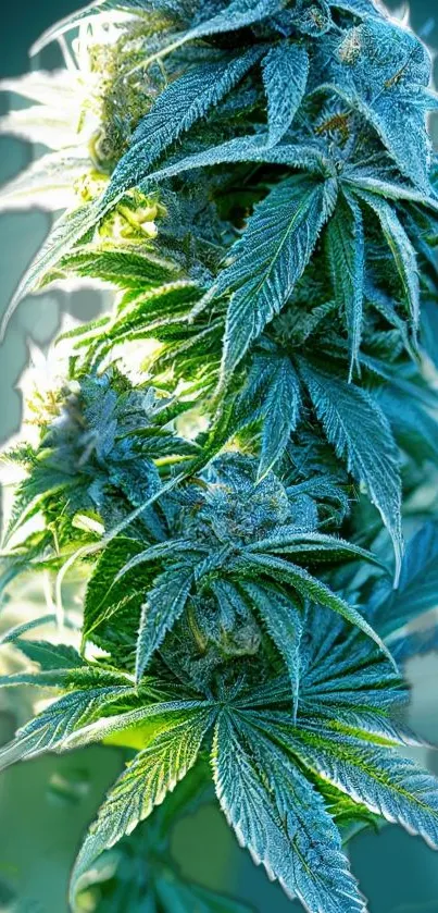 Close-up of a vibrant cannabis plant with green leaves.