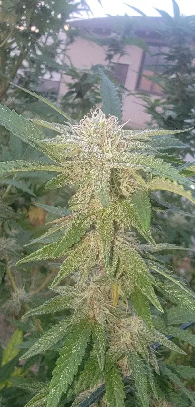 Close-up of cannabis plant with lush green leaves and intricate details.