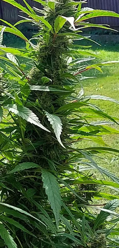 Vibrant cannabis plant in a sunny garden setting.