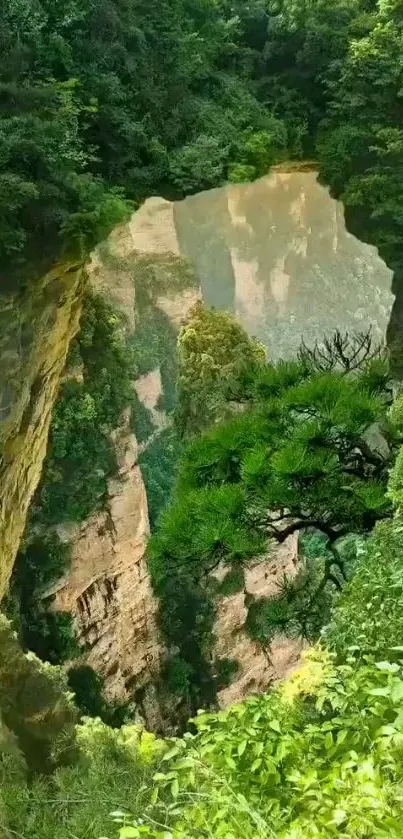 Lush green canyon with tall cliffs and vibrant foliage.