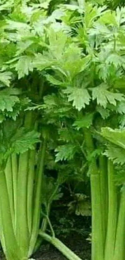 Lush green celery plants in a garden setting