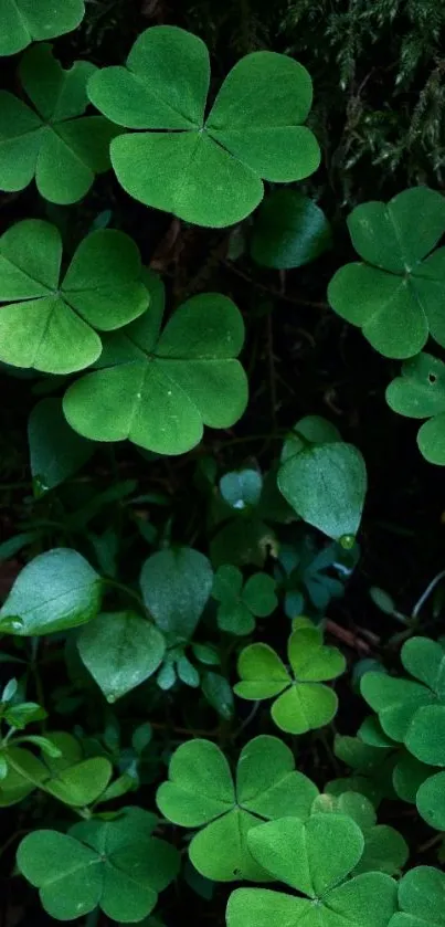 Lush green clover leaves on forest floor for mobile wallpaper.