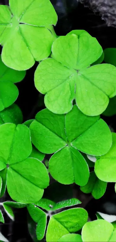 Vibrant green clover leaves create a restful, natural phone wallpaper.