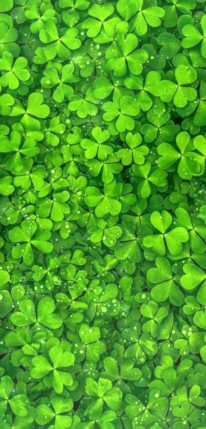 Vibrant green clover leaf wallpaper for mobile.