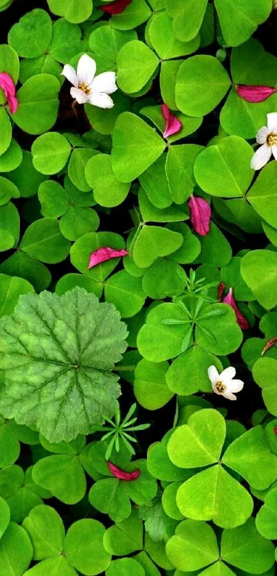 Green clovers and flowers mobile wallpaper.