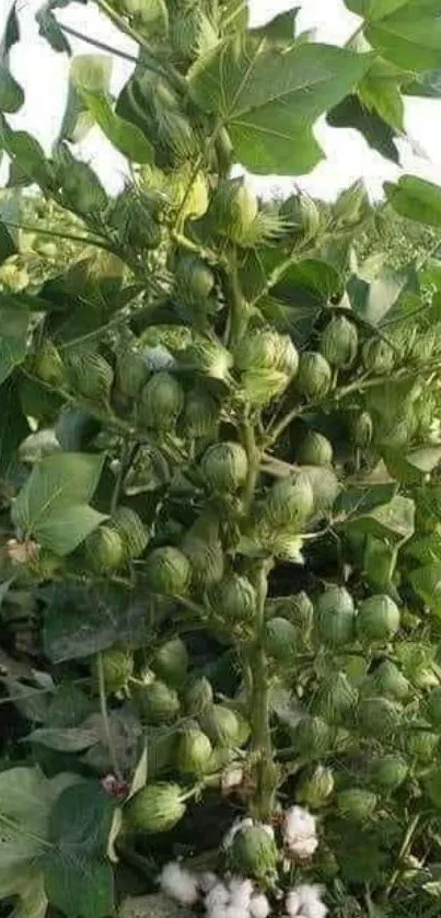 Close-up of a lush green cotton plant with budding cotton.