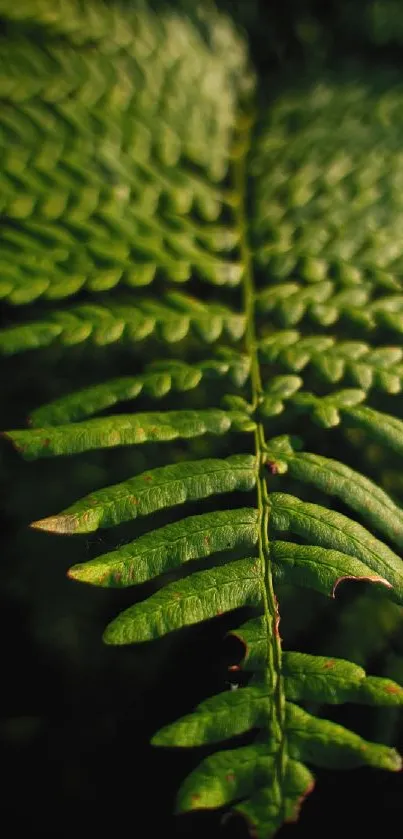 Close-up of a lush green fern leaf enhancing natural beauty.