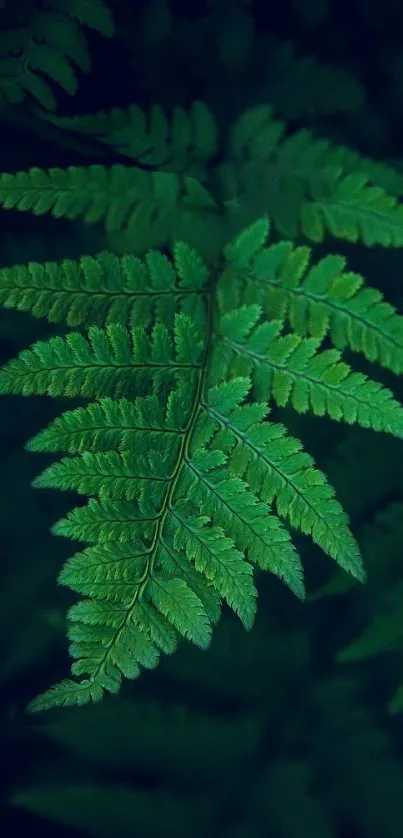 Emerald green fern leaf on dark background.