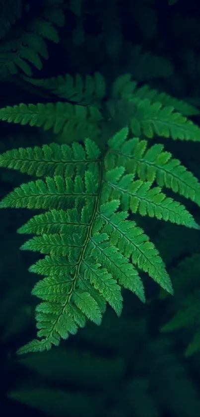 Mobile wallpaper featuring a lush green fern leaf set against a dark background.