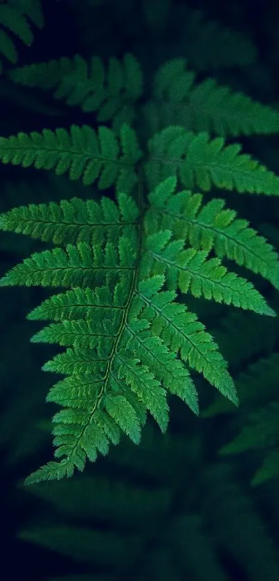 Close-up of a lush green fern leaf on a dark background.