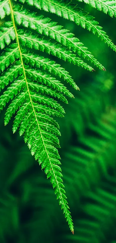 Close-up of a lush green fern leaf in vibrant detail.