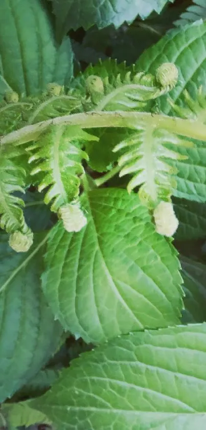 Lush green fern leaves mobile wallpaper.