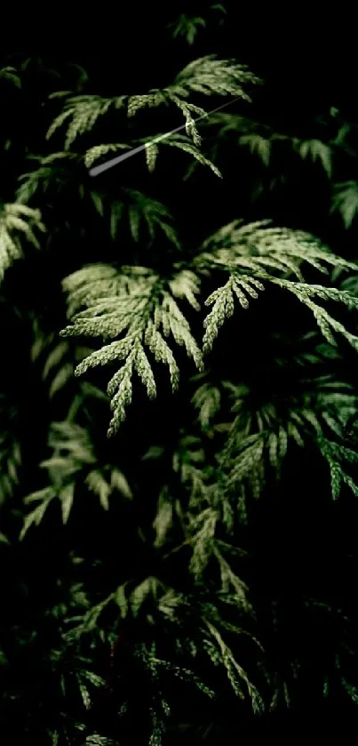 Close-up of lush green fern leaves in darkness.