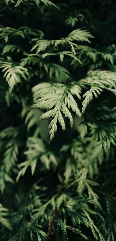 Lush green fern leaves creating a natural, tranquil mobile wallpaper.