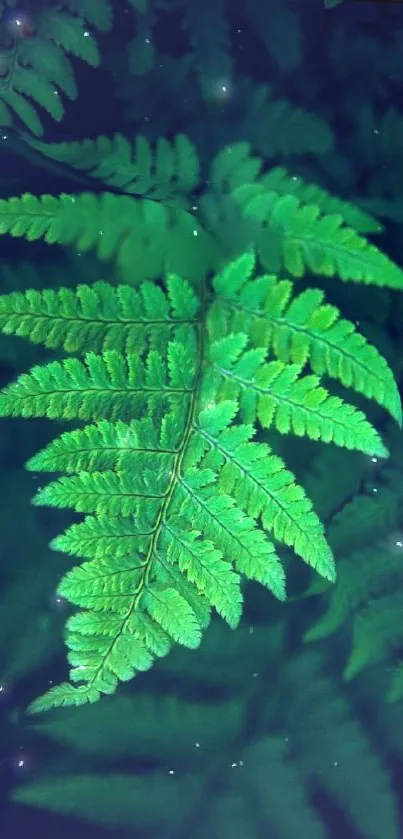 Lush green fern leaves with a dark background.