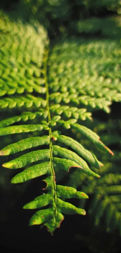 Close-up of a lush green fern leaf for mobile wallpaper.