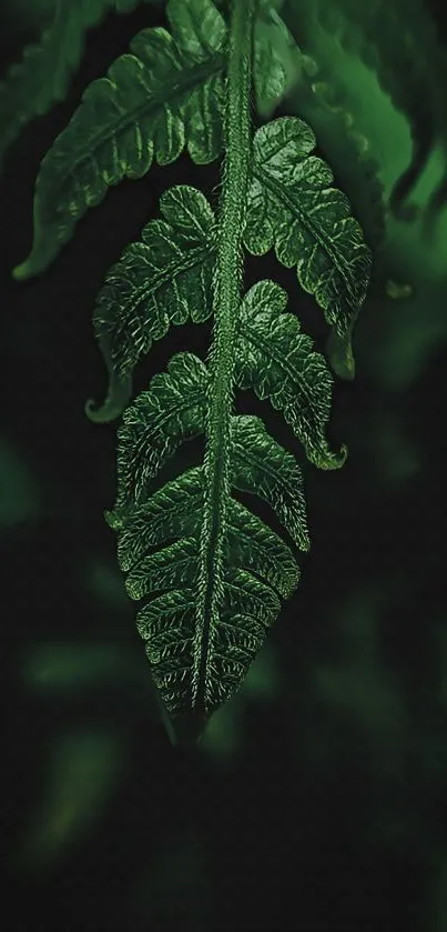 Close-up of a lush green fern leaf on a dark background.