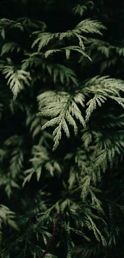 Detailed green fern leaves in calming texture.