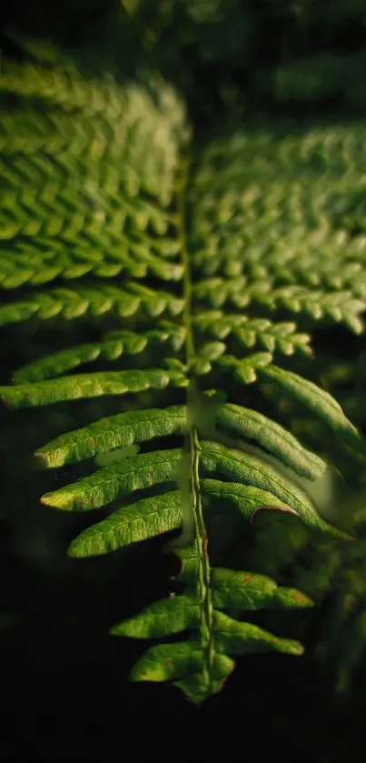 Close-up of a lush green fern leaf with detailed texture in natural light.