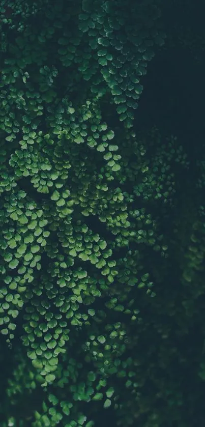 Calming mobile wallpaper with lush green ferns in focus.