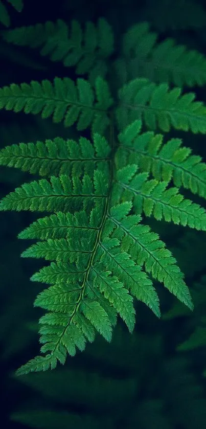 Close-up of lush green fern leaf in natural setting.