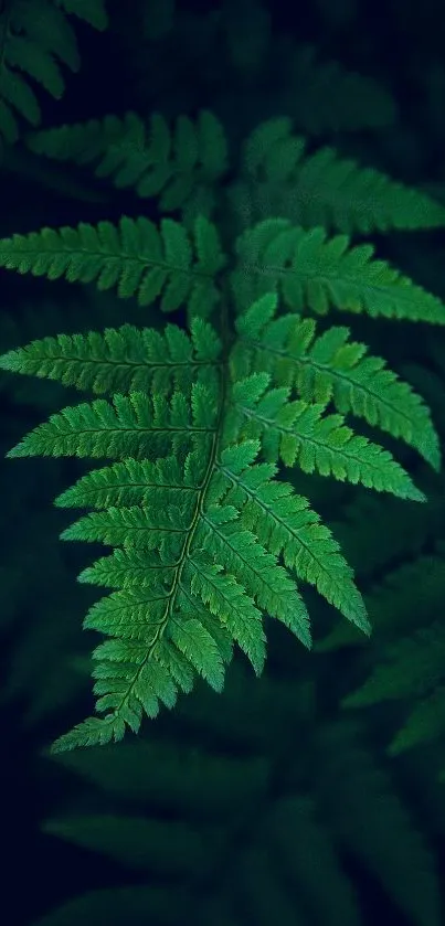 Close-up of vibrant green fern leaves for phone wallpaper.