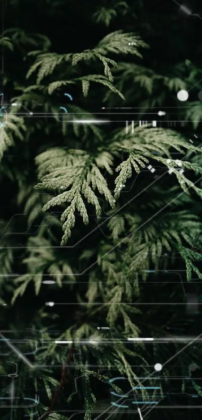 Lush green fern leaves with dark background.