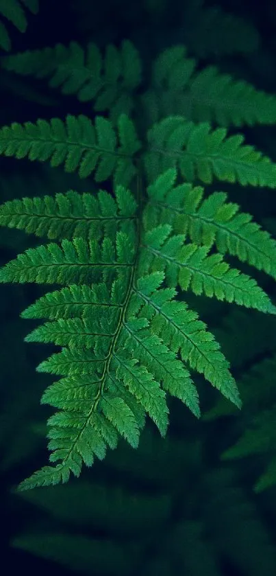 Vibrant green fern leaf showcasing natural texture and detail.