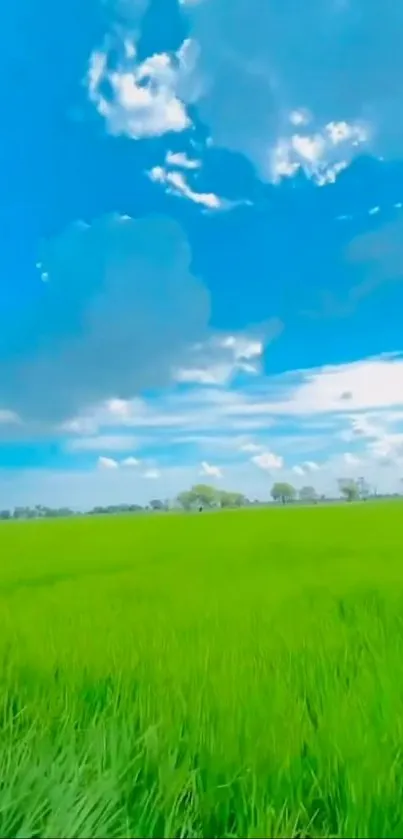 Vivid green field under a blue cloudy sky wallpaper.