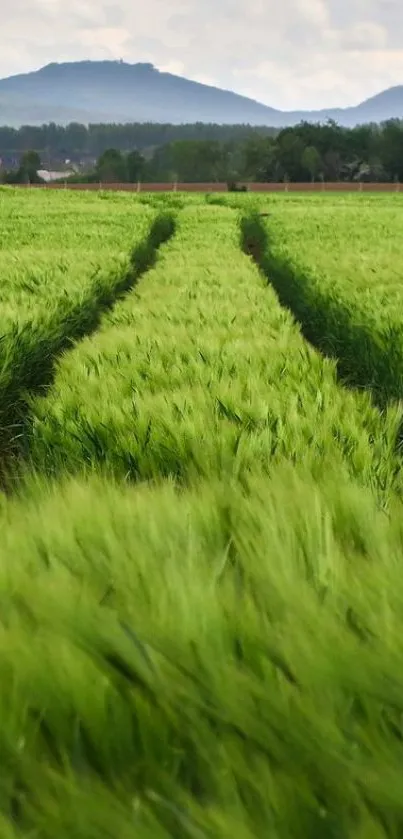 Wallpaper of a lush green field with distant hills.