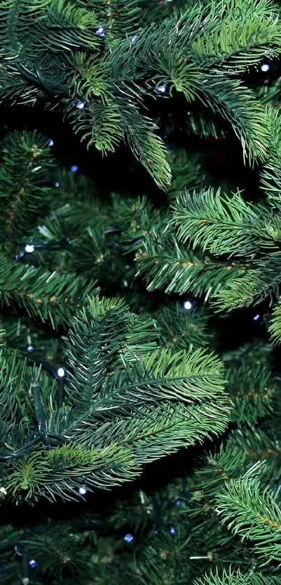 Close-up of lush green fir tree branches with small white lights.